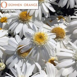 leucanthemum-sweet-daisy-rebecca-4