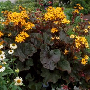 ligularia-brittmariecrawford1