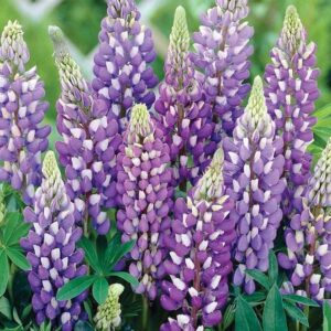 lupine-gallery-blue-4-5-pot