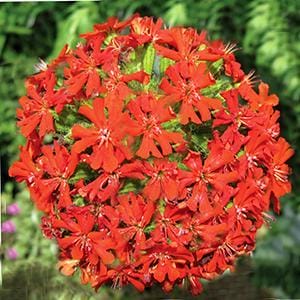 lychnis-maltese-cross-orange-4-5-pot