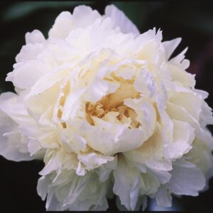 peony-bowl-of-cream-white-2-true