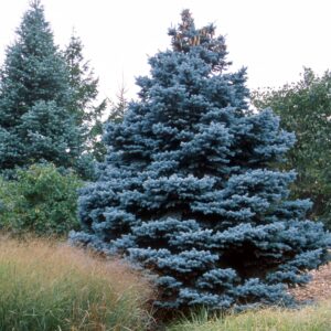 colorado-spruce-5