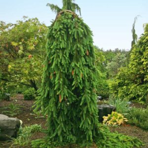 topiary-weeping-nrwy-spruce-5