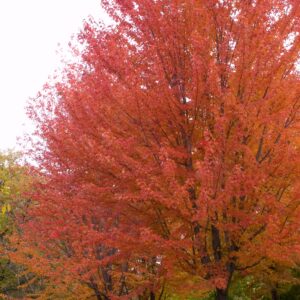 autumn-blaze-maple-tree-10