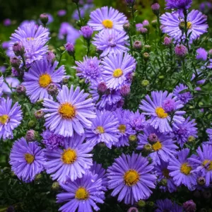 aster-woods-blue