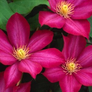 clematis-donahues-1