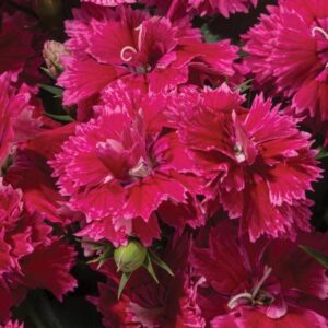 dianthus-constant-promise-strawberry-1