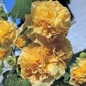 hollyhock-chaters-double-yellow-4-5-pot