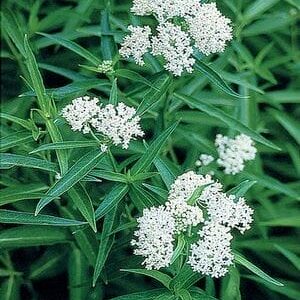 ice-ballet-swamp-milkweed-2-true