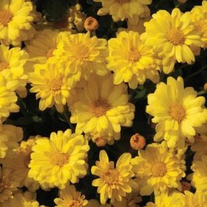 mum-igloo-sizzling-yellow-4-5-pot