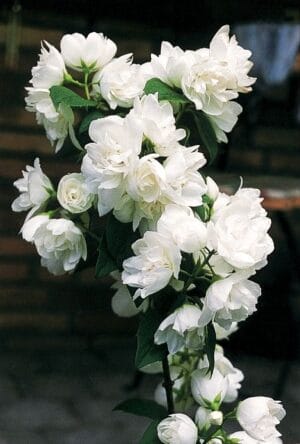 Philadelphus Mock Orange Snow White #2 True