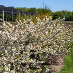 flowering-almond-jade-parade-2-true