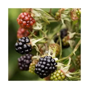 blackberry-chester-thornless-1