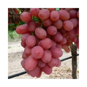 grape-reliance-seedless-1