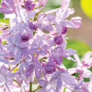 lilac-new-age-lavender-3