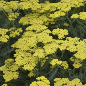 Achillea Sassy Summer Lemon #1 - Image 4