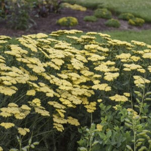 Achillea Sassy Summer Lemon #1 - Image 3