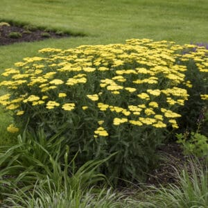 achillea-sassy-summer-lemon-1