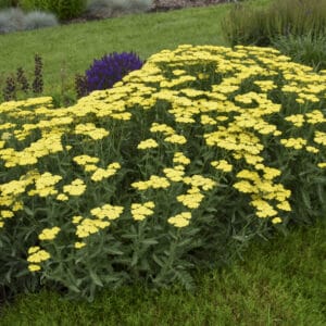 Achillea Sassy Summer Lemon #1 - Image 5