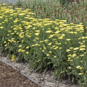 Achillea Sassy Summer Lemon #1 - Image 2