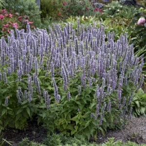 agastache-blue-fortune-1