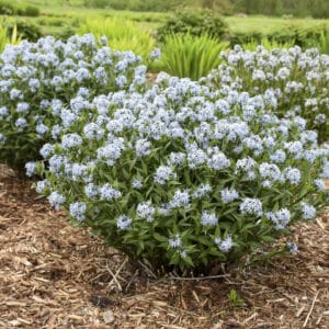 amsonia-starstruck-1