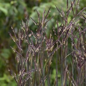 Andropogon Grass Blackhawks #3 True - Image 5