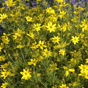 coreopsis-zagreb-1