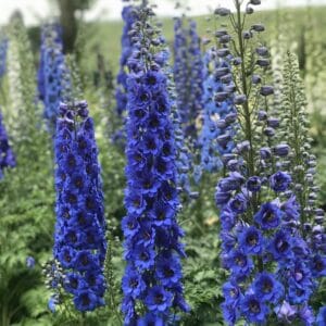 delphinium-blue-buccaneers-1