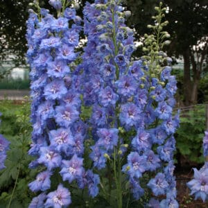 delphinium-blue-lace-1