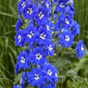 delphinium-cobalt-dreams-1