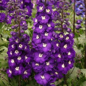 delphinium-purple-passion-1