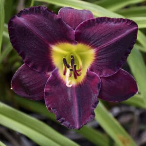 daylily-bela-lugosi-1