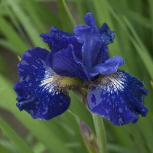 iris-siberian-over-in-gloryland-1