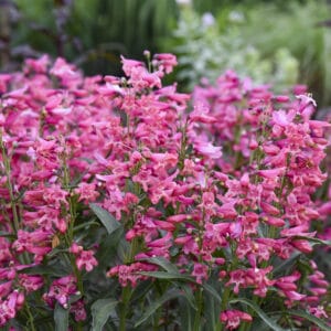 penstemon-bejeweled-pink-pearls-1pw