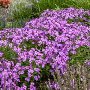 phlox-cloudburst-1pw